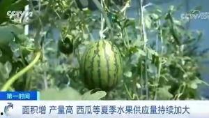 石岛吃瓜群众,揭秘当地生活百态